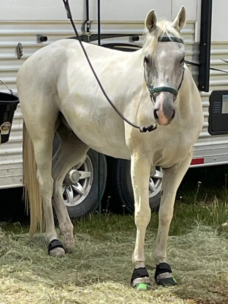 white horse grand canyon