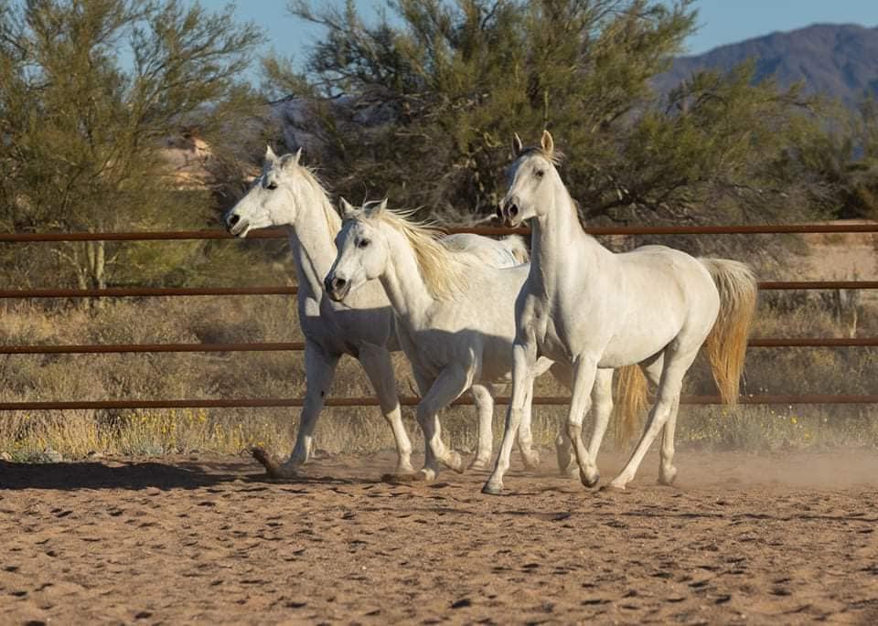 white horses Sandman and Diamond and Masquerade 